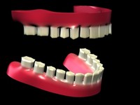 Human Teeth Modelo 3d